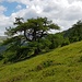 Zahlreiche eher in Buschform wachsende Lärchen stellen eine Besonderheit des Aufstiegs zum Hühnerleitennock dar