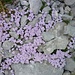 Violette Bleame wachsen zwischen den Kalksteinen.