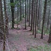 Abstieg: ich gehe den Gratsteig über die markanten [http://www.hikr.org/gallery/photo2675770.html?post_id=133096 zwei Bäume] hinweg noch ein kurzes, abschüssiges Stück weiter hinunter bis in diese ganz flache, breite, laubige Senke. 