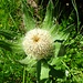 Die Knospe einer Federigen Flockenblume ( Centauria nervosa) ,auch sie ist im Oberengadin und den Südtälern anzutreffen