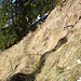 Knapp unterhalb des Gipfels wird eine steile Wiesenflanke gequert - bei Schneelage sicherlich lawinengefährdet.