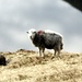 Herdy Sheep - die typische Lakeland Schafsgattung