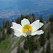 Alpen-Anemone