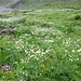 Blumenwiese kurz oberhalb von Gulmen