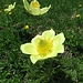 Schwefel-Anemone (Pulsatilla alpina subsp. apiifolia)