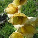 Grossblütiger Fingerhut (Digitalis grandiflora)