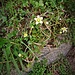 Saxifraga aspera L.<br />Saxifragaceae<br /><br />Sassifraga spinulosa.<br />Saxifrage rude.<br />Rauer Steinbrech.