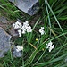 Achillea millefolium L.<br />Asteraceae<br /><br />Achillea.<br />Achilée millefeuille.<br />Gewöhnliche Wiesen-Schafgarbe.