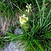 Pedicularis tuberosa L.<br />Orobanchaceae<br /><br />Pediculare zolfina.<br />Pédiculaire tubérose.<br />Knolliges Läusekraut.