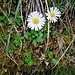 Bellis perennis L.<br />Asteraceae<br /><br />Margheritina, Pratolina comune.<br />Paquerette vivace.<br />Gänseblümchen, Margritti, Massliebchen.<br />