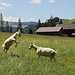Jeux de chèvres au-dessus du Geissbach...