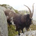 ein weitverwandter Cousing von Ibex ibex - wird hierzulande wohl eher als wollschafsbock angesehen :-))