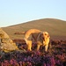 Penny at sunset in Snowdon National Park (Wales) - she loves the open space