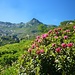 Die Cima della Laurasca vor blühenden Alpenrosen.