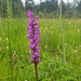 Rund um den Lechsee 19 wachsen recht viele Orchideen