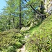 Si sale verso l'alpe in un mare di Rododendri.