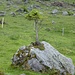 ob der kleine Baum mal gross wird?