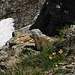 This marmot was living right next to the marked hiking trail, and was less shy than most.