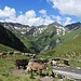 Ausblick von der Alp mit den schönen Steinmauern