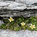 Hübsche Blüten von Moosartigen Steinbrech, Danke Simon für den Hinweis
