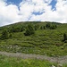der schöne grüne Gipfelbereich mit vielen Alpenrosen