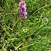 Gymnademia conopsea (L.) R. Br.<br />Orchidaceae<br /><br />Manina rosea<br />Orchis moucheron<br />Langspornige Handwurz, Mücken-Handwurz, Mücken-Naktdrüse<br />