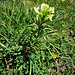 Pedicularis tuberosa L.<br />Orobanchaceae<br /><br />Pedicolare zolfina<br />Pédiculaire tubéreuse<br />Knolliges Läusekraut<br />