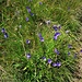 Campanula scheuchzeri Vill.<br />Campanulaceae<br /><br />Campanula di Scheuchzer<br />Campanule de Scheuchzer, Campanule pauciflore<br />Scheuchzers Glockenblume 