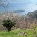 Salendo...S.Maria del Soccorso, Lago di Como e Isola Comacina
