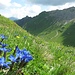 Frühlingsenzian vor der Sulzspitze