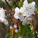 Am Wegrand zu bewundern: Kirschblüten (Prunus avium)