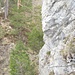 "Schlüsselstelle" im Abstieg des Bützi: Am Drahtseil geht's auf einem schmalen Band bergab - eine kurze Sequenz sogar praktisch ohne Fels-/Fusskontakt (hoffentlich hält das Seil...)