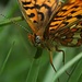 Auge in Auge mit dem Schmetterling / faccia a faccia con la farfalla