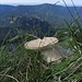 Pilze am Gipfel / funghi in cima