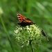 Und die Schmetterlinge lieben den Bergknoblauch / Le farfalle amano l`aglio delle montagne