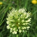 Blüht am Brunnenkopf gerade überall: Allermannsharnisch (Allium victorialis) / I prati adesso ne sono coperti