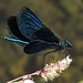  Blauflügel-Prachtlibelle (Calopteryx virgo), Männchen