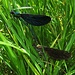  Blauflügel-Prachtlibelle (Calopteryx virgo) Paarung / Accoppiamento