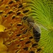 Das Pollensammeln ist eine richtige Drecksarbeit:-) Apis mellifera, Europäische Honigbiene<br />Raccogliere le polline è un lavoro duro e a volte anche molto sporco:-)