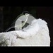 Die Meisen bereiten ihren Kindern ein weiches Nest aus Schafwolle:-) / La cinciallegra raccoglie la fibra della lana per il nido dei suoi piccoli:-)