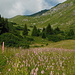 Shortly after the start of the hike, I passed through these meadows with lots and lots of flowers.