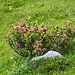 Alpenrosen noch in Blüte