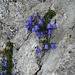 Die Kleine Glockenblume entspriesst aus einem Riss im Fels