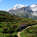 durch die Alpenrosen mit Blick zum Fletschhorn