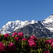 blühende Alpenrosen