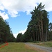 Mariánská cesta, Bahntrasse, Blickrichtung: Dreizipfel, auch früher entlang der Strecke existent: Holzsammelplatz