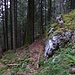 Weiter oben: Tannenwald. Hier der Anstieg zum ersten Waldbuckel am Südwestgrat