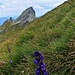 kurz vor dem Gipfel des Schwarzhorns: Blick zum Glegghorn