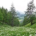 Aufstieg von Chalmatta 1805 m in Richtung Vorderi Chäla