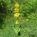 la grande Gentiane jaune ; emblème de nos Chaumes d'altitude .